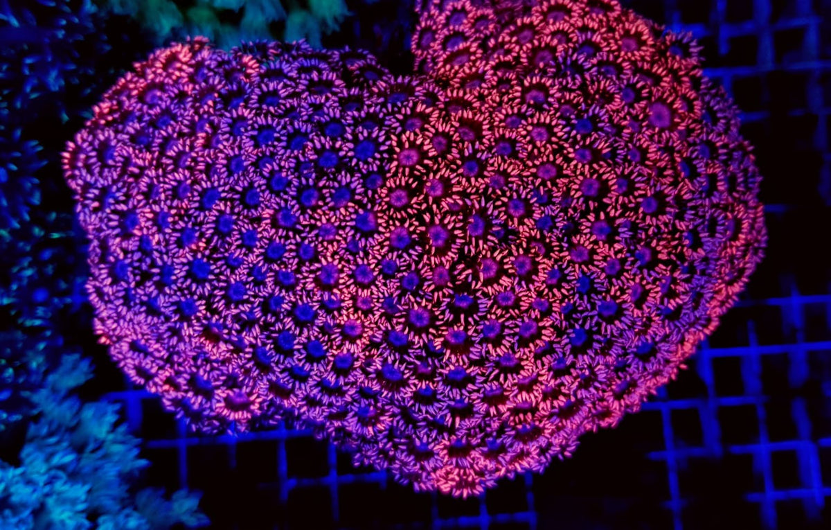 Goniopora spp. (Red) (Ultra)