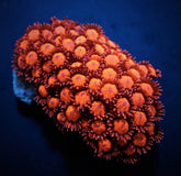 Goniopora spp. (Red) (Ultra)