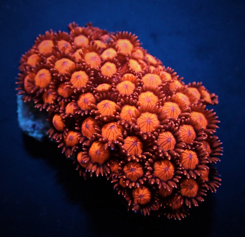 Goniopora spp. (Red) (Ultra)