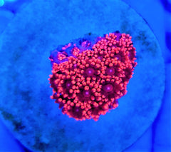 Goniopora spp. (Red) (Ultra) (frag)