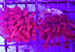 Goniopora spp. (Red) (Ultra) (frag)