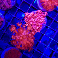 Goniopora spp. (Red) (Ultra) (frag)