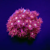 Goniopora spp. (Red) (Yellow-Green Center) (frag)