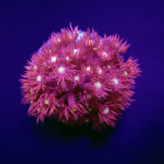 Goniopora spp. (Red) (Yellow-Green Center) (frag)