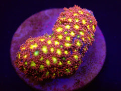 Goniopora spp. (Red) (Yellow-Green Center) (frag)