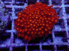 Goniopora spp. (Red) (Yellow-Green Center) (frag)