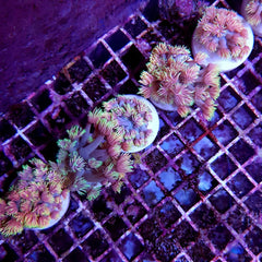 Goniopora spp. (Special Selected) (frag)