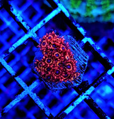 Goniopora spp. (Special Selected) (frag)