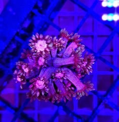 Goniopora spp. (Special Selected) (frag)