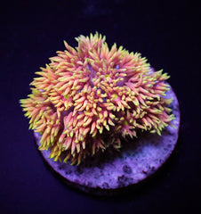 Goniopora spp. (Special Selected) (frag)