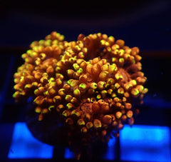 Goniopora spp. (Tequila Sunrise) (frag)