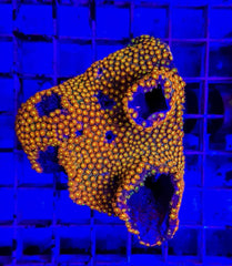 Goniopora spp. (Ultra)