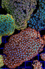 Goniopora spp. (Ultra)