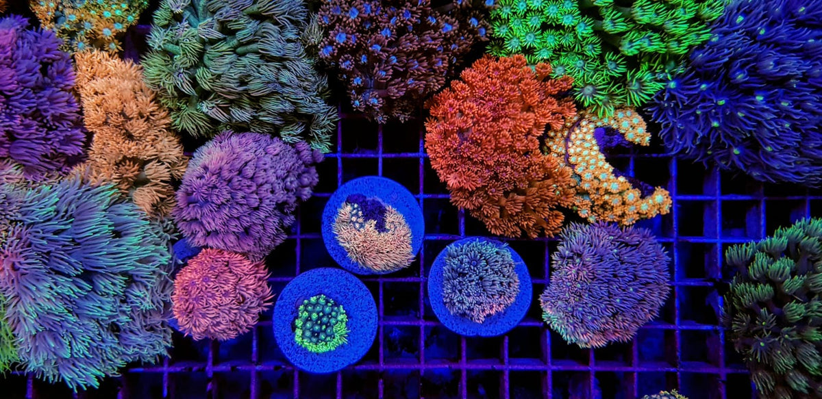 Goniopora spp. (Ultra)