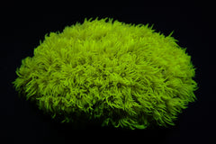 Goniopora spp. (Yellow)