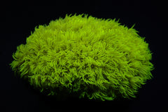 Goniopora spp. (Yellow)