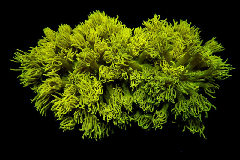 Goniopora spp. (Yellow)