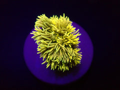 Goniopora spp. (Yellow) (frag)
