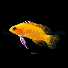Gramma dejongi - T.B.