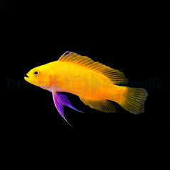 Gramma dejongi - T.B.