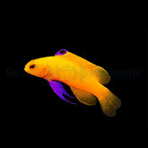 Gramma dejongi (3-4 cm) - DJM Bred