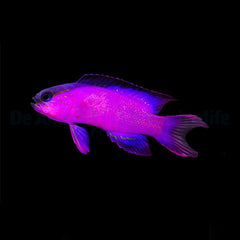 Gramma melacara