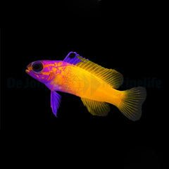 Gramma dejongi X loreto (Hybrid) - DJM Bred