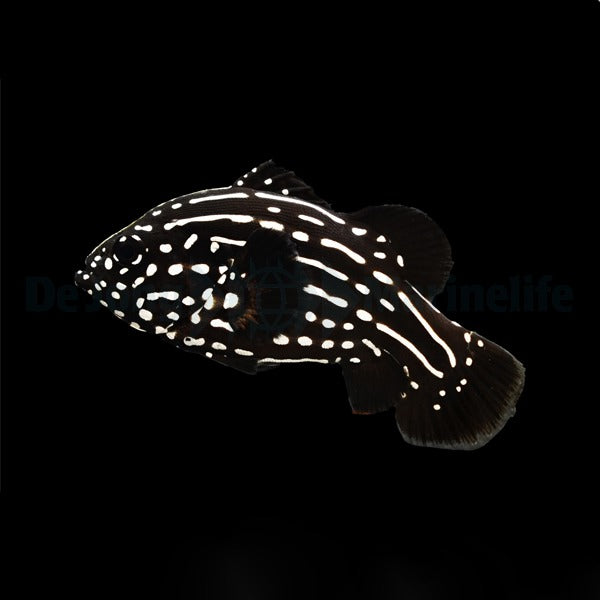 Grammistes sexlineatus