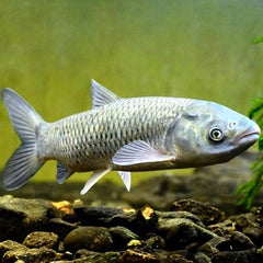 Ctenophar.idella Graskarper 10-12