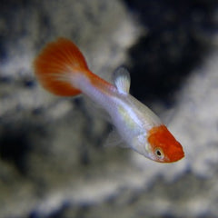 Guppy vrouw red cap
