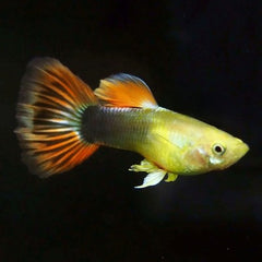 Poecilia ret. Guppy sunray