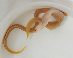 Gymnothorax melatremus