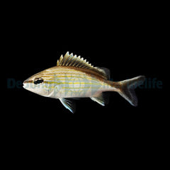 Haemulon melanurum - T.B.