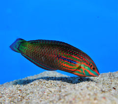 Halichoeres biocellatus