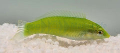 Halichoeres chloropterus