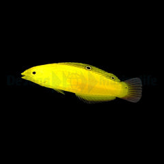 Halichoeres chrysus