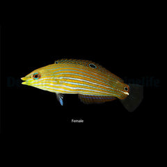 Halichoeres melanurus