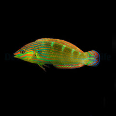 Halichoeres melanurus