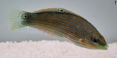 Halichoeres melanurus