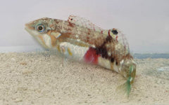 Halichoeres nebulosus