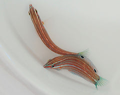 Halichoeres ornatissimus