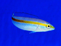 Halichoeres pelicieri