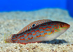 Halichoeres timorensis