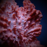 Haliclona spp. (Orange)