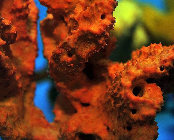 Haliclona spp. (Orange)