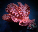 Haliclona spp. (Orange)