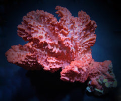 Haliclona spp. (Orange)