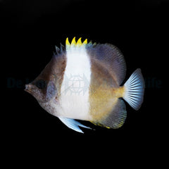 Hemitaurichthys zoster