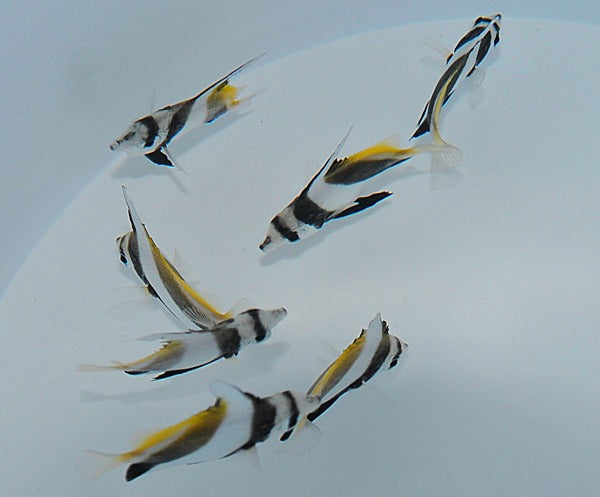 Heniochus acuminatus