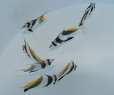 Heniochus acuminatus